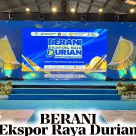 Semangat Sulteng Nambaso: Durian dari Bumi Tadulako Resmi Tembus Pasar Global Semangat Sulteng Nambaso: Durian dari Bumi Tadulako Resmi Tembus Pasar Global